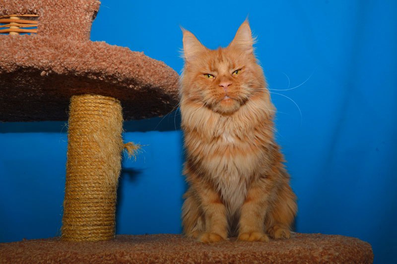 Richard Red Lions Akbars - Adult maine-coon 1 year