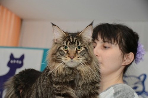Chelgan Favorite of Ufacoon's - maine-coon