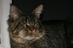 LoyalCoon Nostradamus - maine-coon