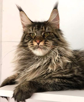 Roxet Gonsior Line - maine-coon