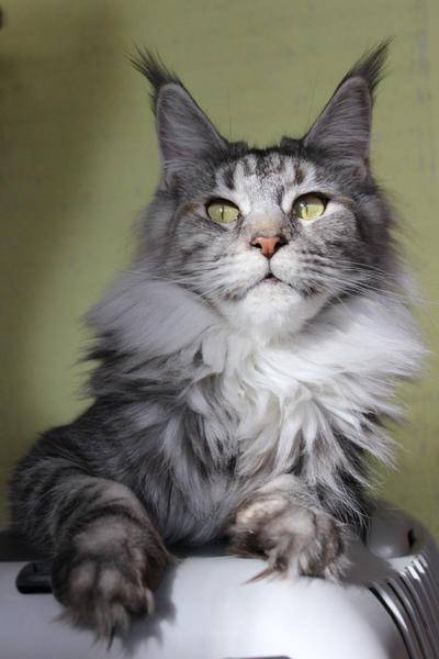 Sandari Amina - maine-coon