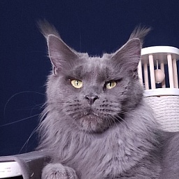 Queen KoKo Akbars