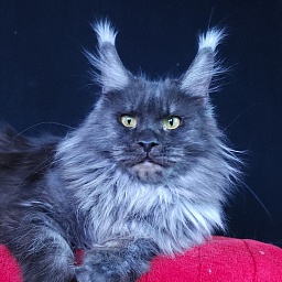 Queen Katti Akbars