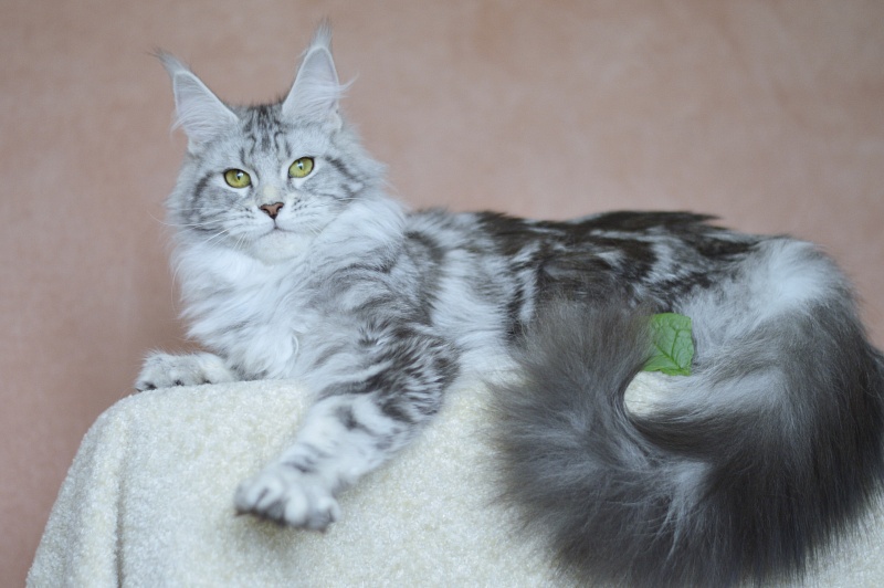 Udacha Akbars - Junior maine-coon 7 months 0.5 weeks