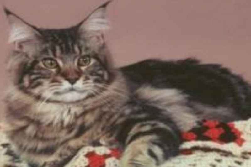 Capecoon's Brewstar of Mainekat - maine-coon