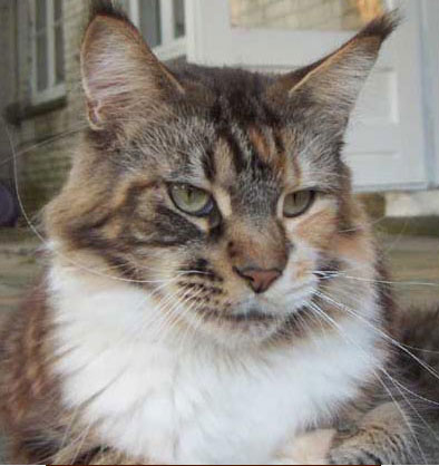 Florian's Pipella of Olmocabe - maine-coon