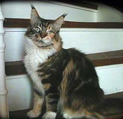 Florian's Pipella of Olmocabe - maine-coon