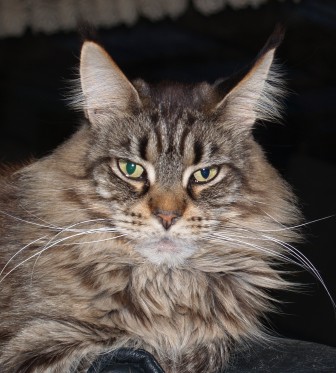 N'Mother Earth's Gipsy - maine-coon 12/09/2008