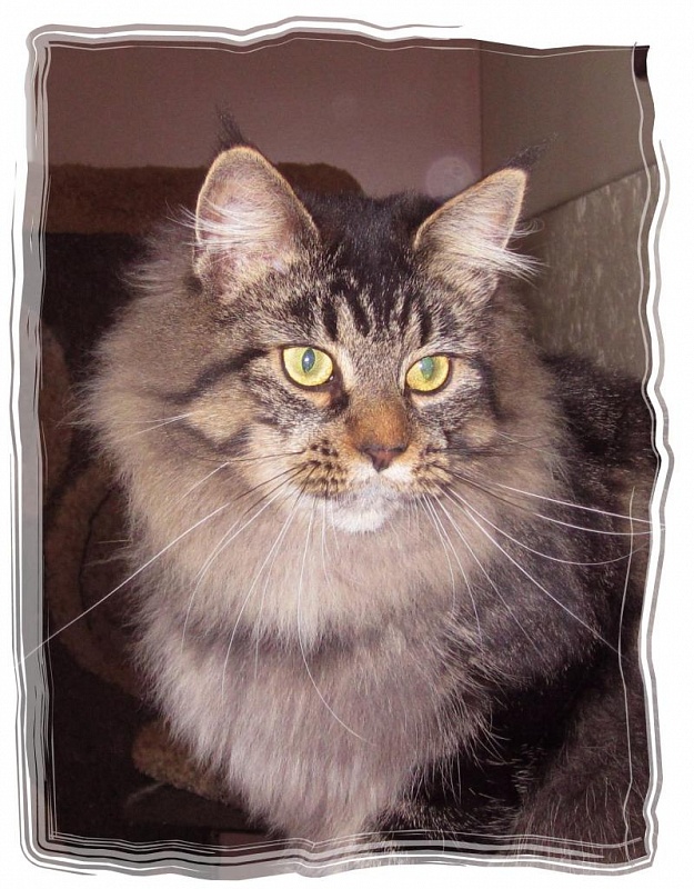 Prairiebaby Grateful to the Maker! - maine-coon
