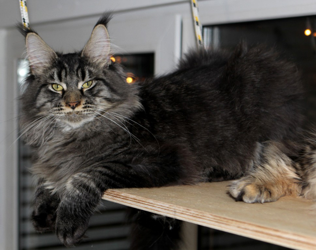 Family Stars Maksimilian PP - maine-coon