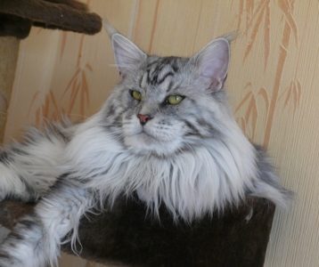 Coon's House Camus - maine-coon