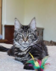 Coonvill's Latina - maine-coon