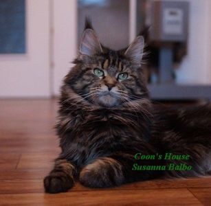 Coon's House Susanna Balbo - maine-coon