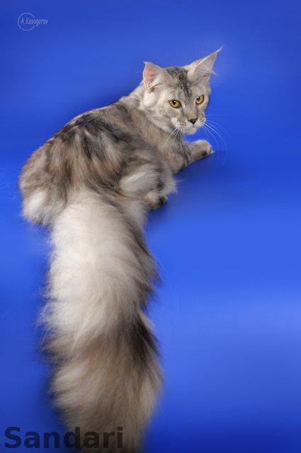 Halwa Murhouse - maine-coon