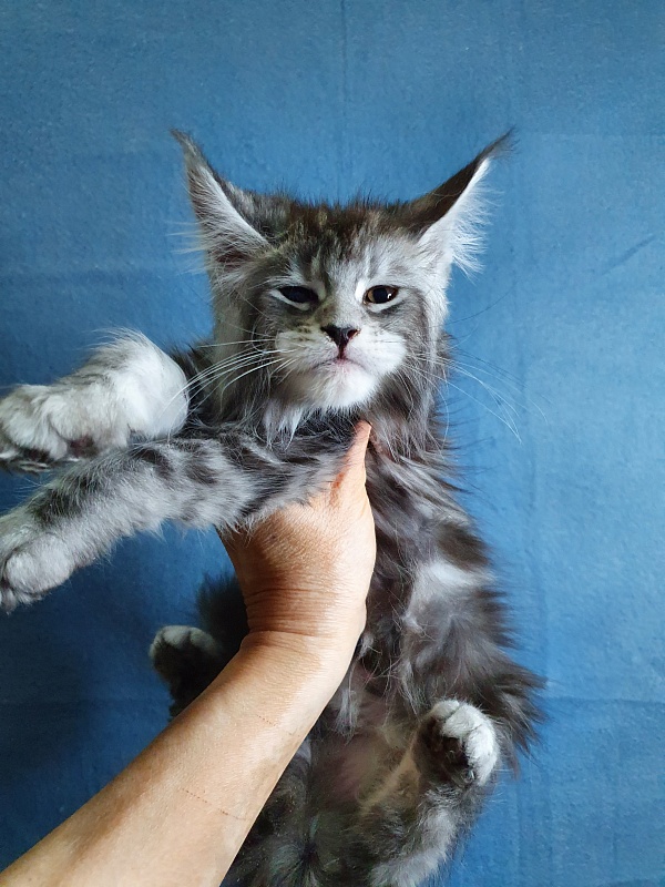 Tigress Akbars - Kitten maine-coon 1 month 2 weeks