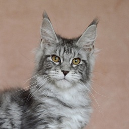 Tigress Akbars