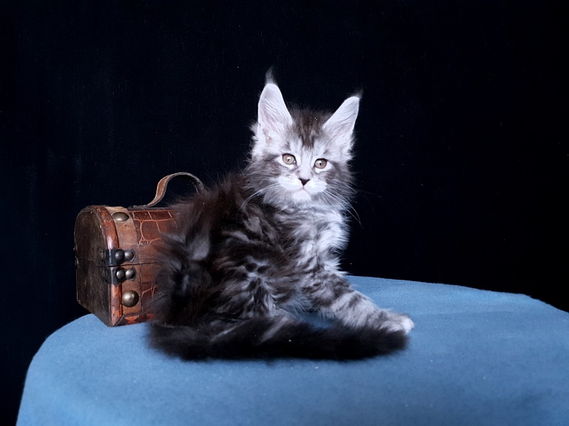 Tigress Akbars - Kitten maine-coon 1 month 1 week