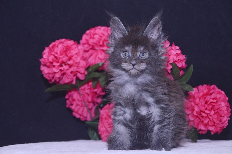 Tilda Akbars - Kitten maine-coon 4 weeks