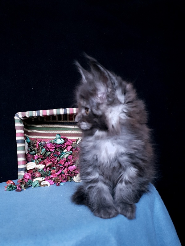 Tilda Akbars - Kitten maine-coon 1 month 1 week