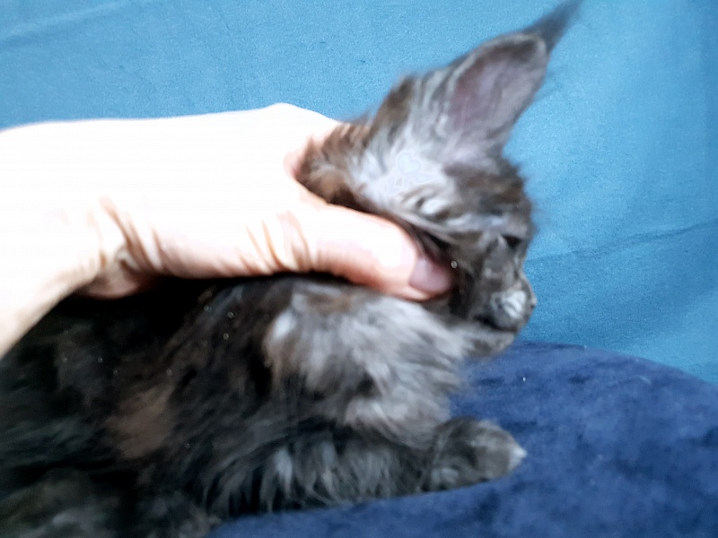 Tilda Akbars - Kitten maine-coon 1 month 2 weeks
