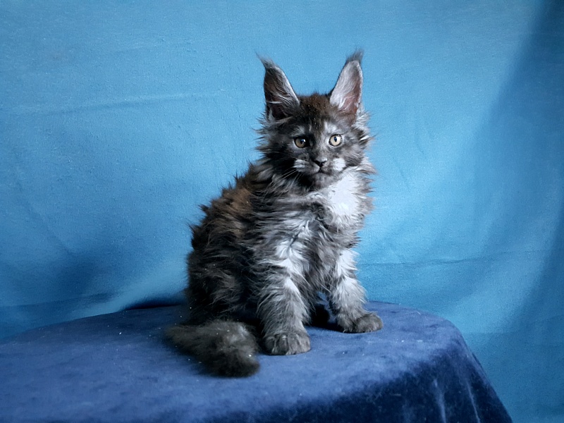 Tilda Akbars - Kitten maine-coon 1 month 2 weeks