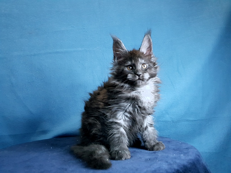 Tilda Akbars - Kitten maine-coon 1 month 2 weeks
