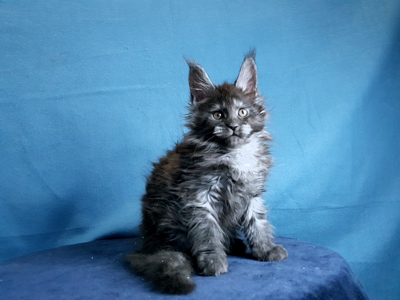 Tilda Akbars - Kitten maine-coon 1 month 2 weeks