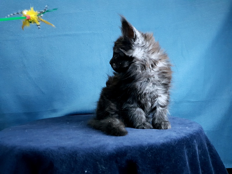 Tilda Akbars - Kitten maine-coon 1 month 2 weeks