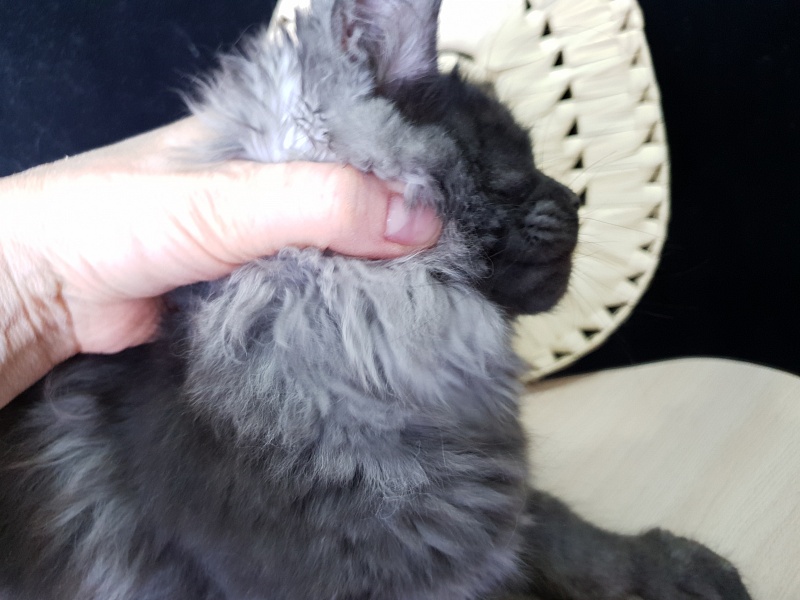 Tilda Akbars - Kitten maine-coon 3 months 3 weeks
