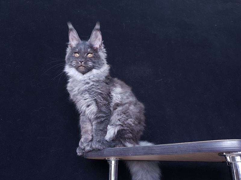 Tilda Akbars - Kitten maine-coon 3 months 3 weeks