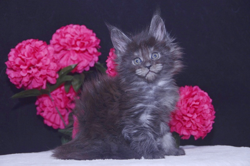 Tilda Akbars - Kitten maine-coon 4 weeks