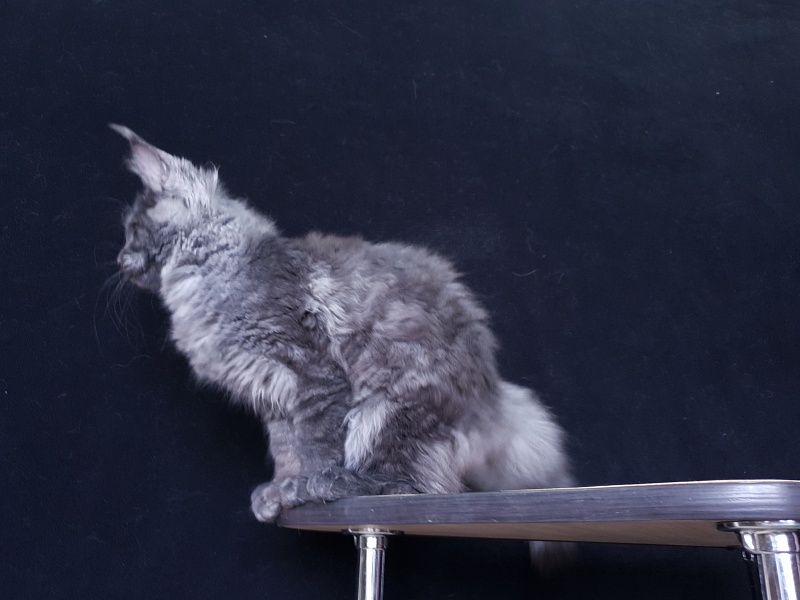 Tilda Akbars - Kitten maine-coon 3 months 3 weeks