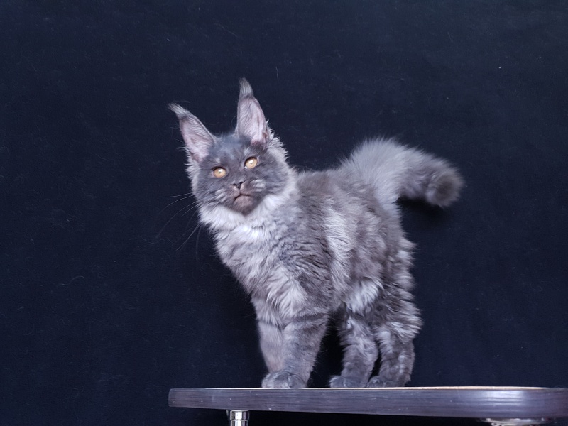 Tilda Akbars - Kitten maine-coon 3 months 3 weeks