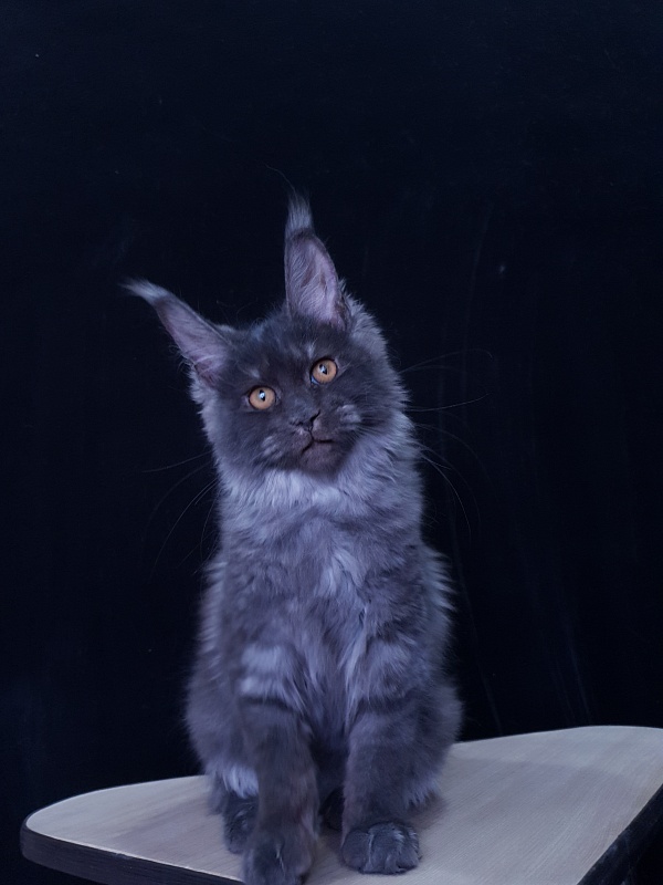Tilda Akbars - Kitten maine-coon 3 months 3.5 weeks