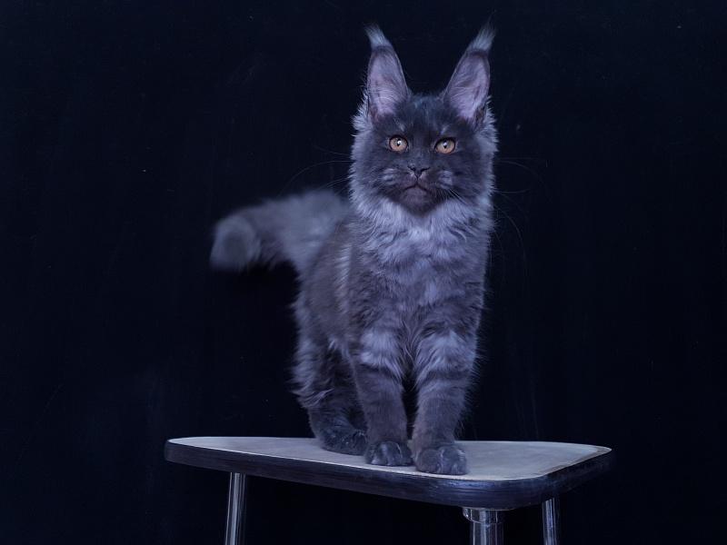 Tilda Akbars - Kitten maine-coon 3 months 3.5 weeks