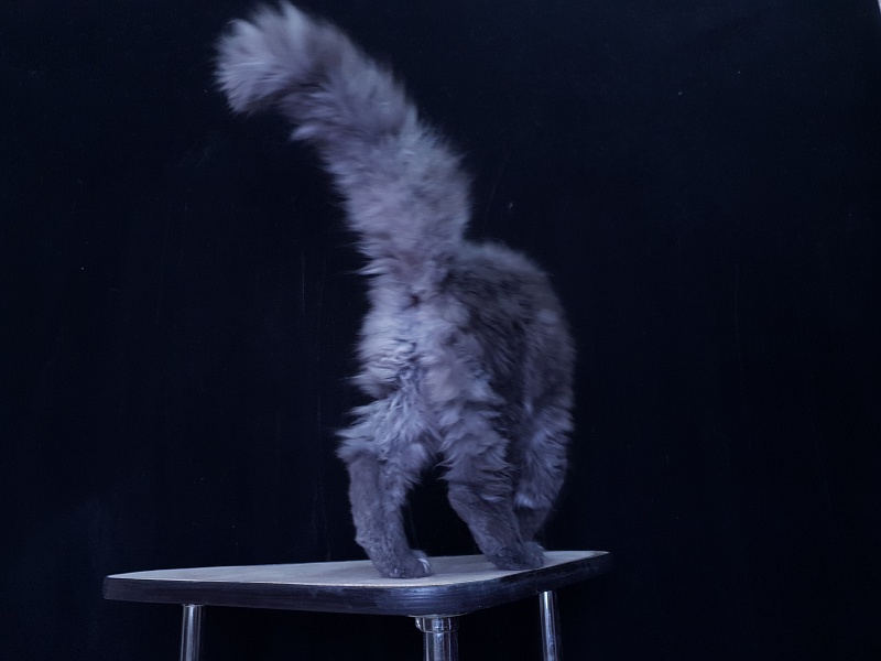 Tilda Akbars - Kitten maine-coon 3 months 3.5 weeks