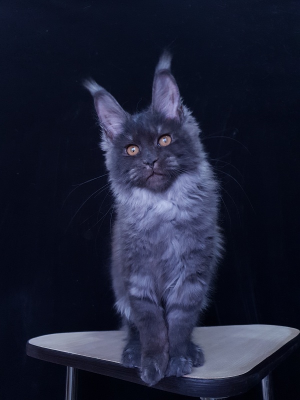 Tilda Akbars - Kitten maine-coon 3 months 3.5 weeks