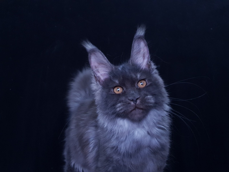 Tilda Akbars - Kitten maine-coon 3 months 3.5 weeks