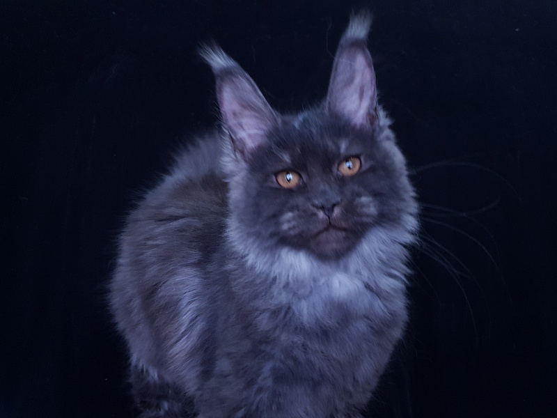 Tilda Akbars - Kitten maine-coon 3 months 3.5 weeks