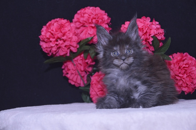 Tilda Akbars - Kitten maine-coon 4 weeks