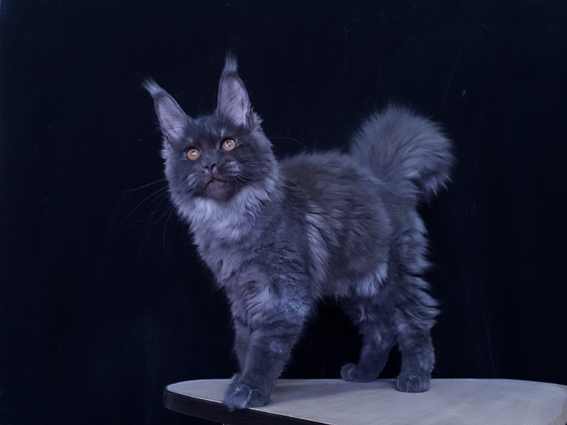 Tilda Akbars - Kitten maine-coon 3 months 3.5 weeks
