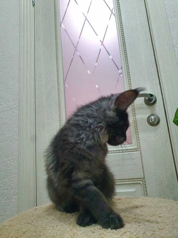Tilda Akbars - Kitten maine-coon 4 months 0.5 weeks