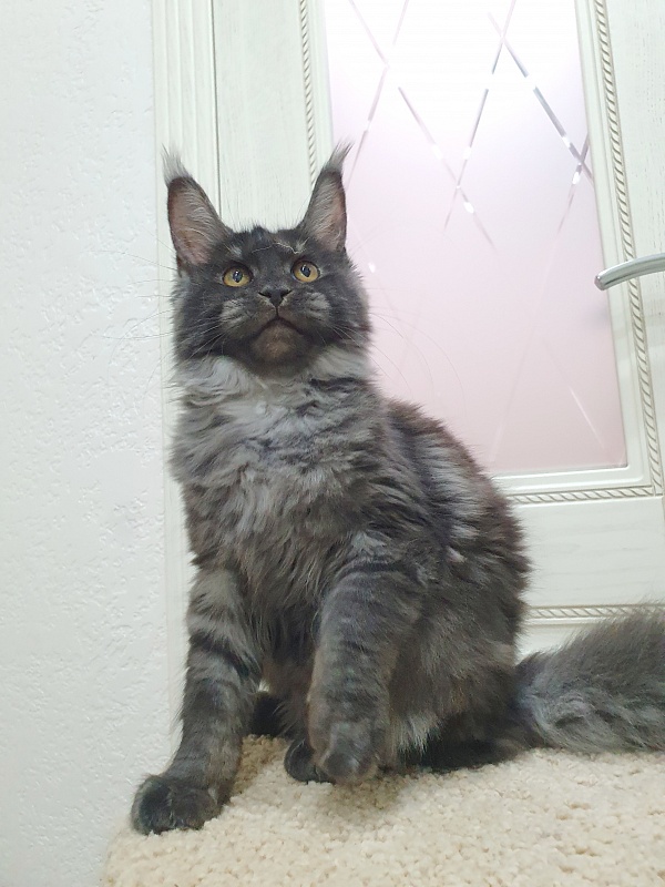 Tilda Akbars - Kitten maine-coon 4 months 0.5 weeks