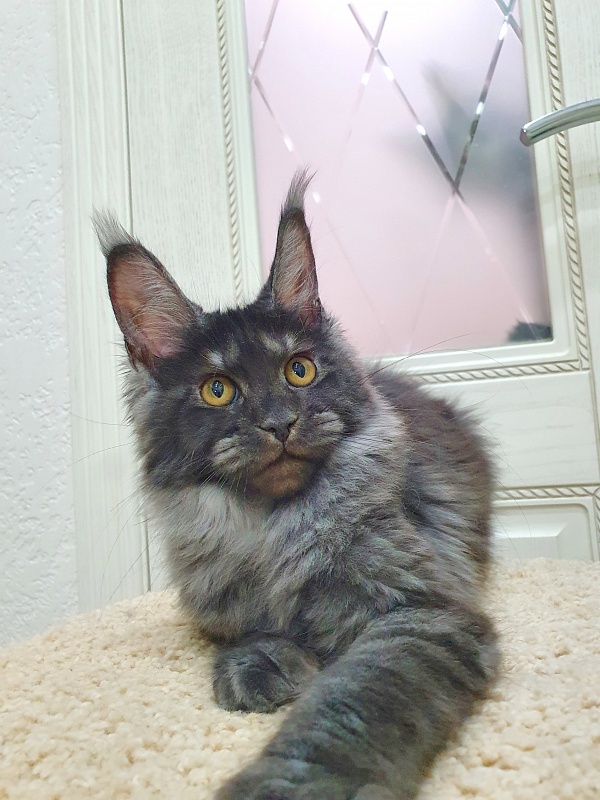 Tilda Akbars - Kitten maine-coon 4 months 0.5 weeks