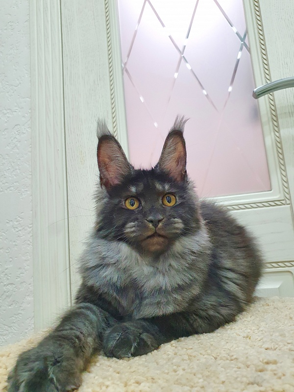 Tilda Akbars - Kitten maine-coon 4 months 0.5 weeks