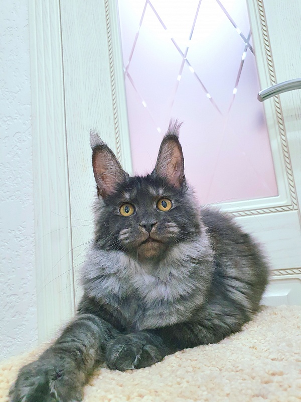 Tilda Akbars - Kitten maine-coon 4 months 0.5 weeks