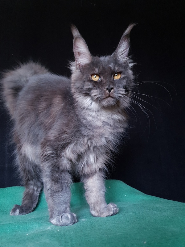 Tilda Akbars - Kitten maine-coon 6 months 3 weeks