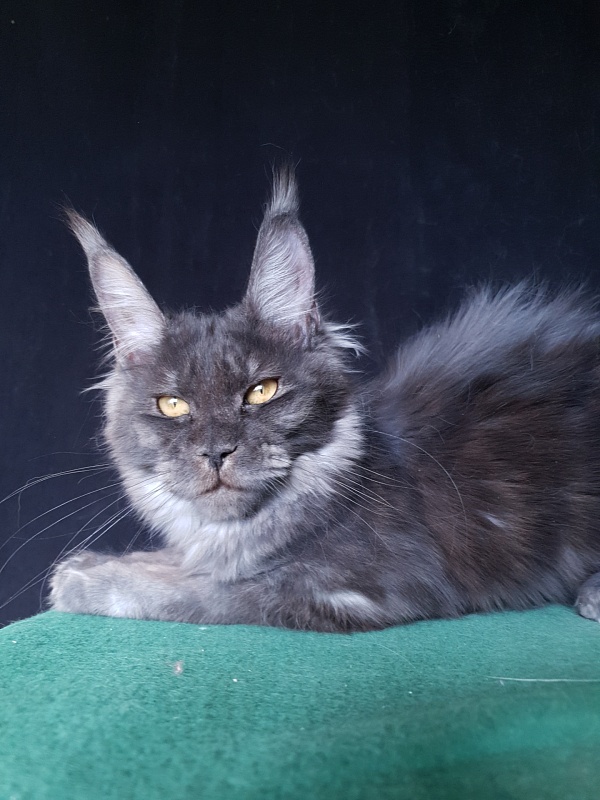 Tilda Akbars - Kitten maine-coon 6 months 3 weeks