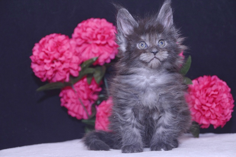 Tilda Akbars - Kitten maine-coon 4 weeks