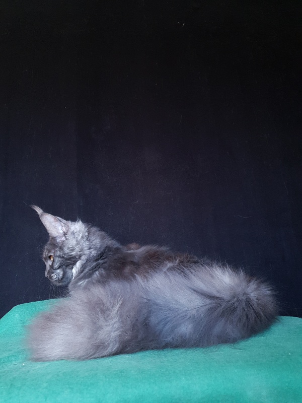 Tilda Akbars - Kitten maine-coon 6 months 3 weeks